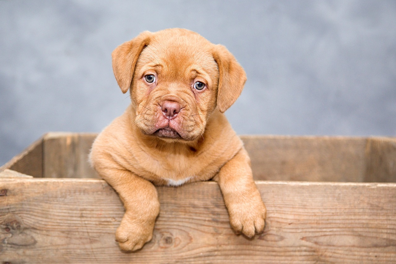 Dog poop pickup service area including Kelowna, Lake Country, and Vernon, BC